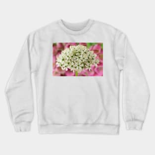 Allium nigrum  Black garlic  Allium multibulbosum Crewneck Sweatshirt